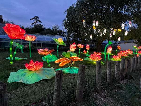 flowers at night