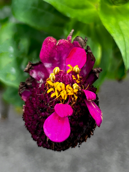 flower