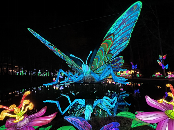 Big Butterfly with reflection in wate