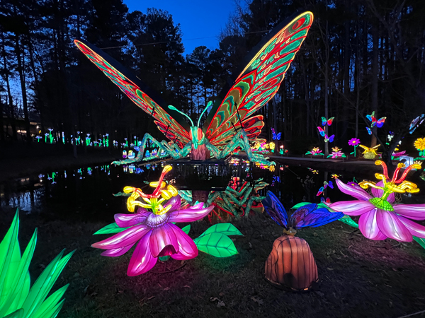 Big Butterfly with reflection in wate
