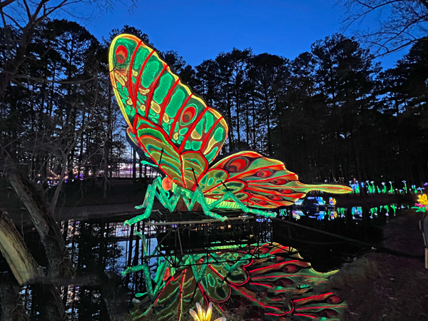 Big Butterfly with reflection in wate