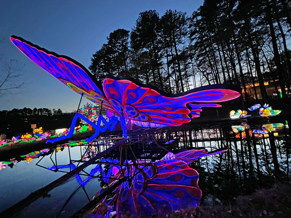 Big Butterfly with reflection in wate