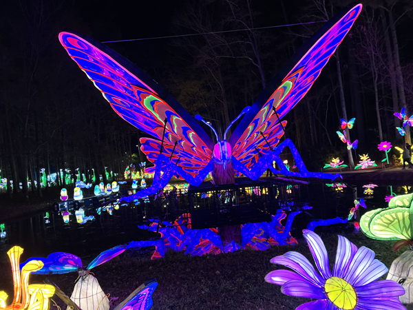 Big Butterfly with reflection in wate