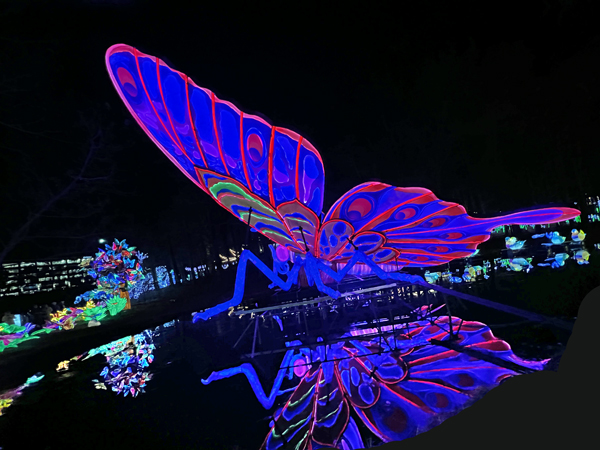 Big Butterfly with reflection in wate