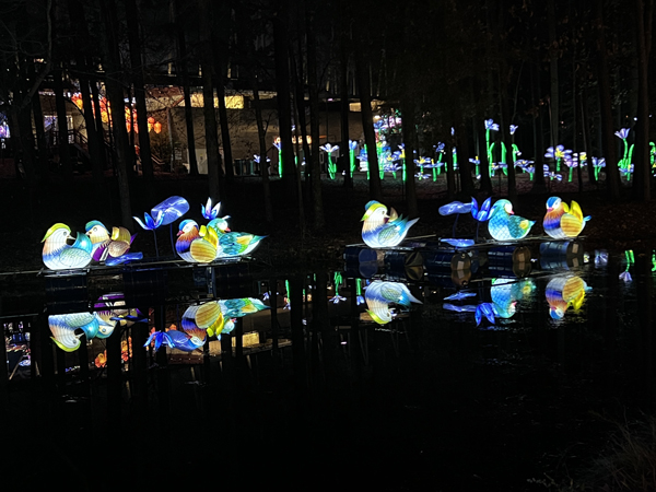 Ducks and their upside down reflection
