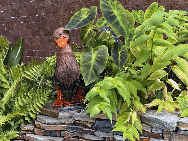 Dabling duck