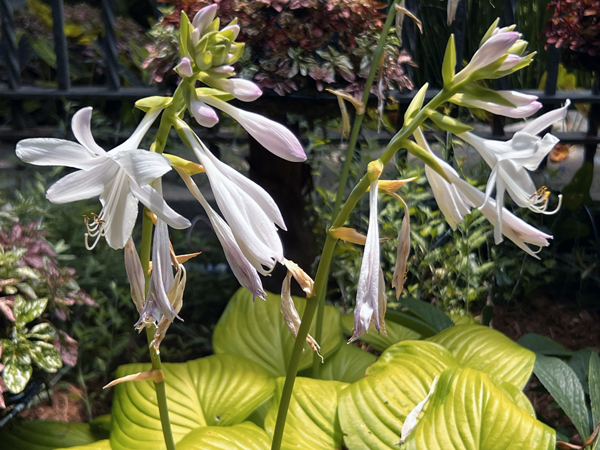 flowers