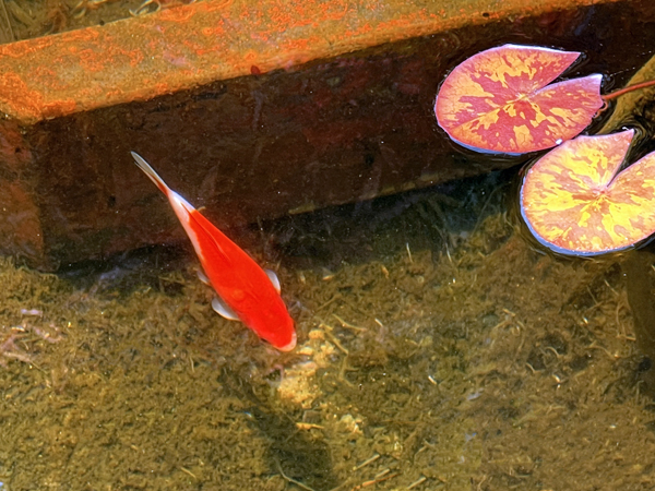 fish