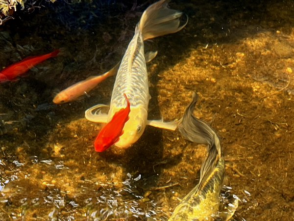 fish