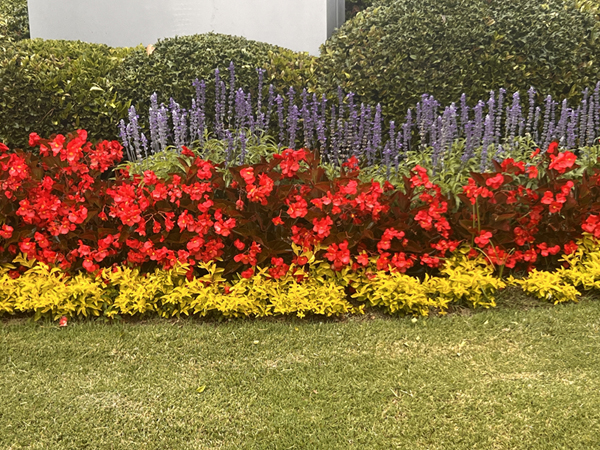 flowers