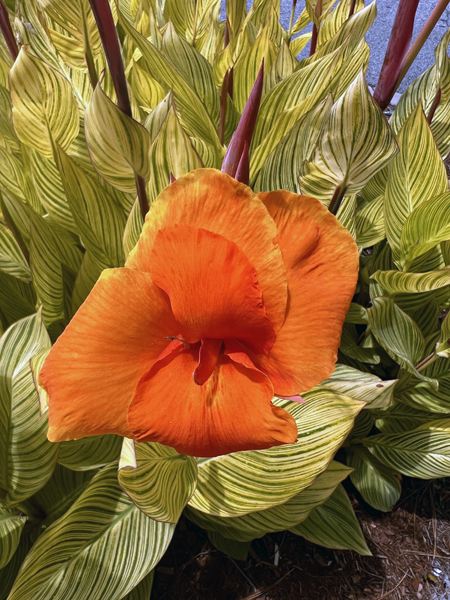 a flower