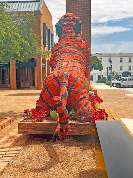 backside of Mr. D The Tiger