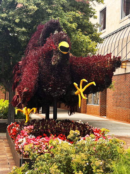 The Gamecock