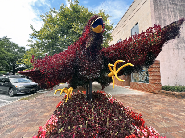 The Gamecock