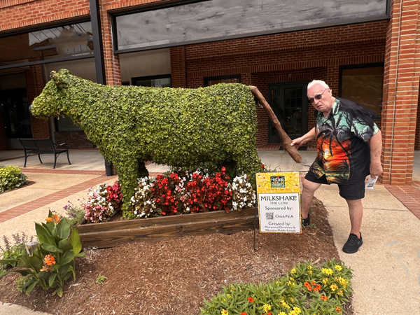 Lee Duquette pulling on the cow's tail