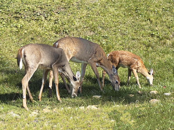 deer