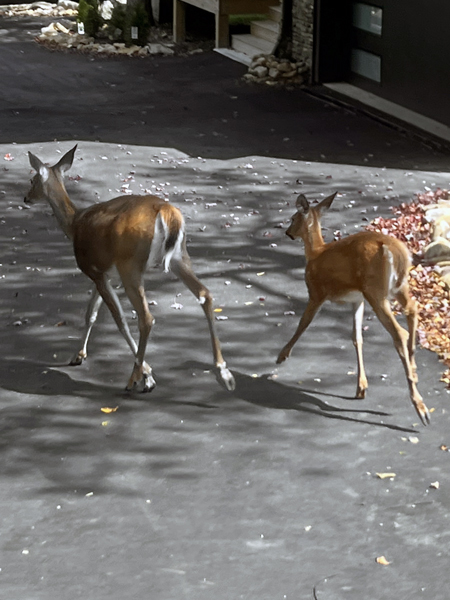 two deer