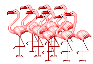 American Flamingos