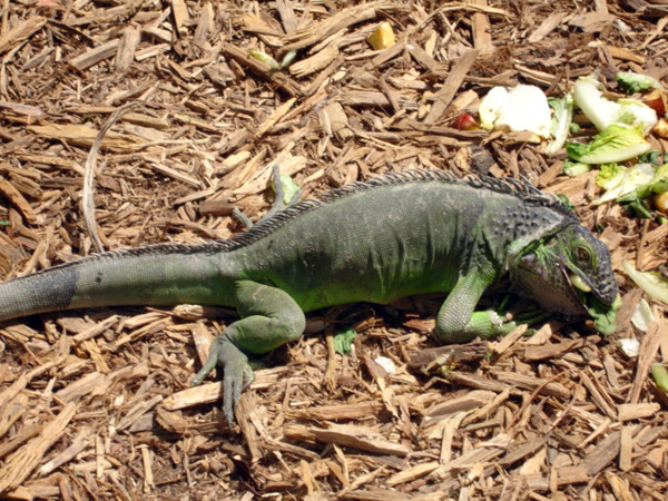 iguana at Miami Seaquarium