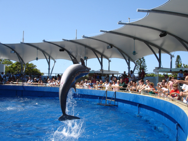 The dolphin show