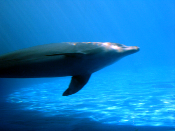 dolphin at Miami Seaquarium