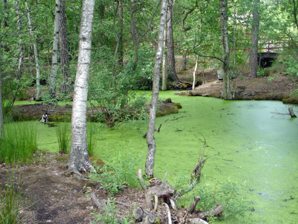 mossy waters