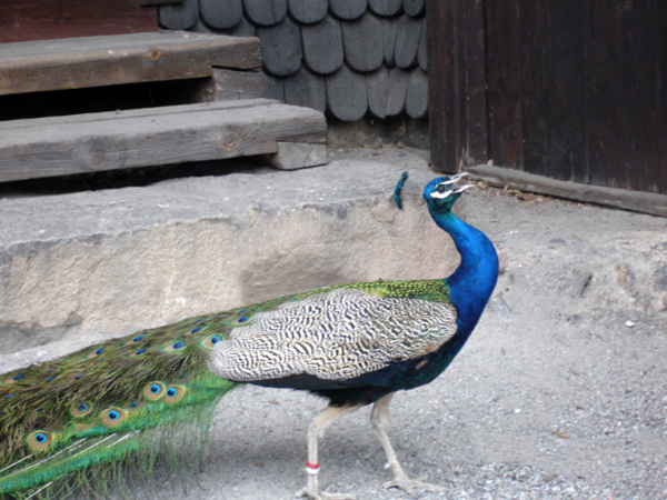 peacock