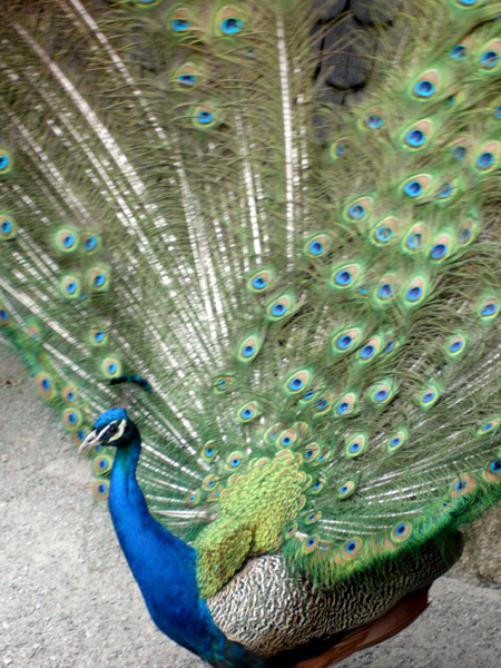 peacock