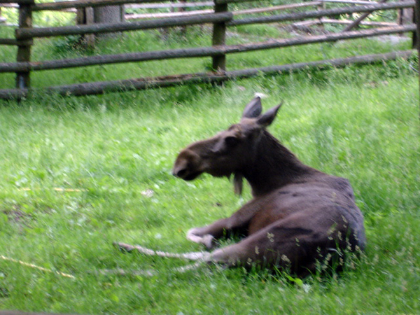 moose