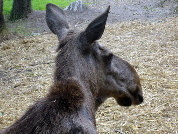 moose