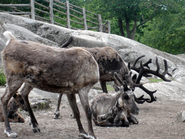 caribou
