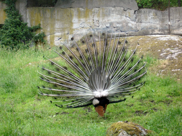 peacock