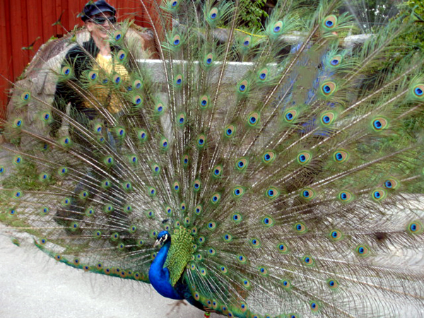 Karen Duquette played with the peacock