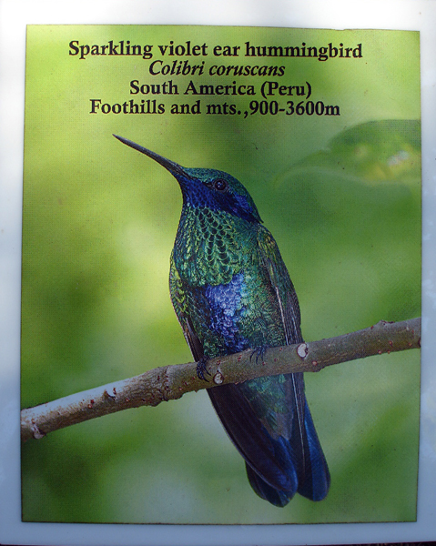 sigb about Sparkling violete ear hummingbird