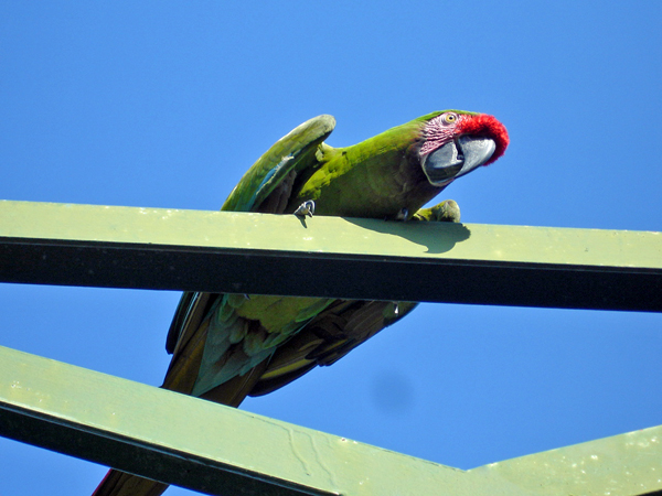 parrot