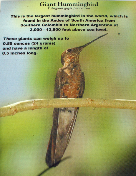 giatnt hummingbird information
