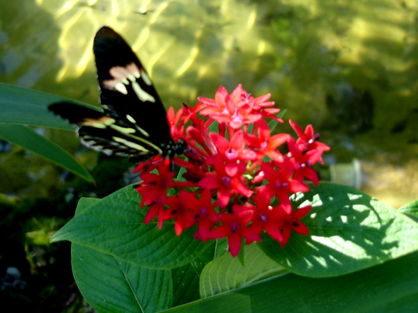 butterfly at Butterfly World