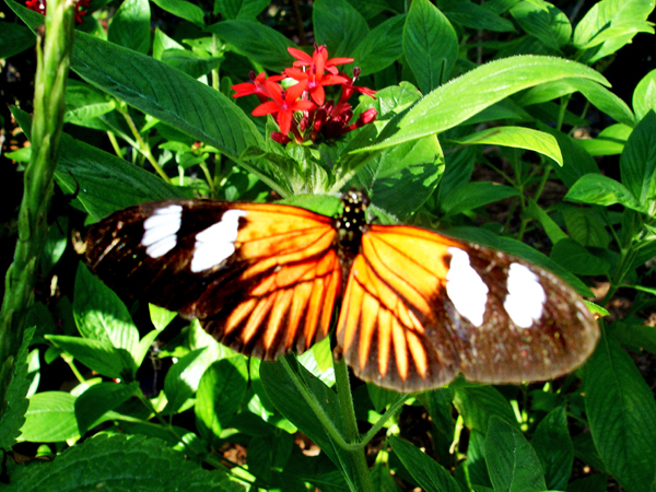 Butterfly at Butterfly World