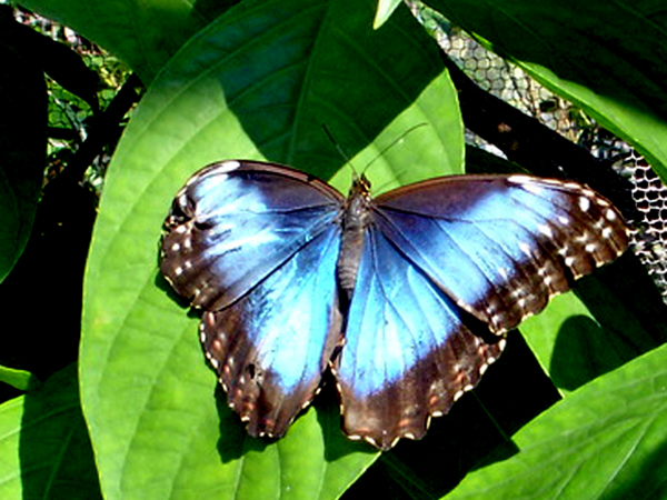 butterfly at Butterfly World