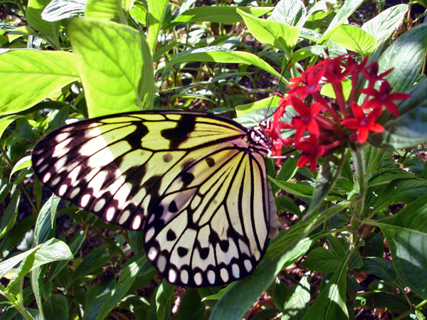 butterfly at Butterfly World