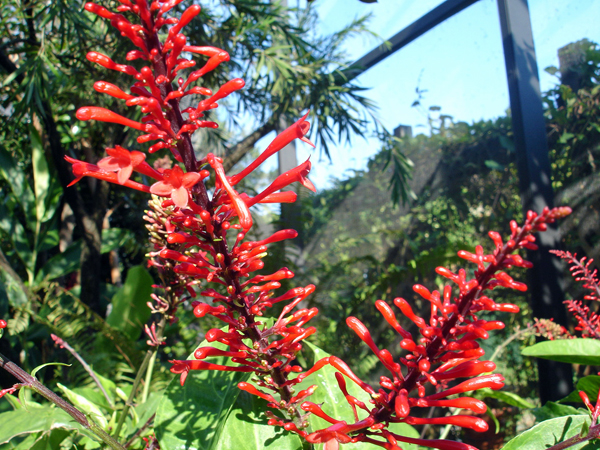Flowers in Butterfly World