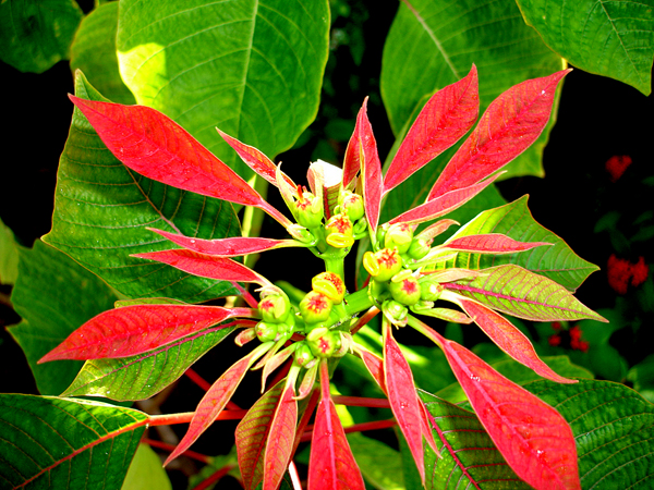 Flowers in Butterfly World