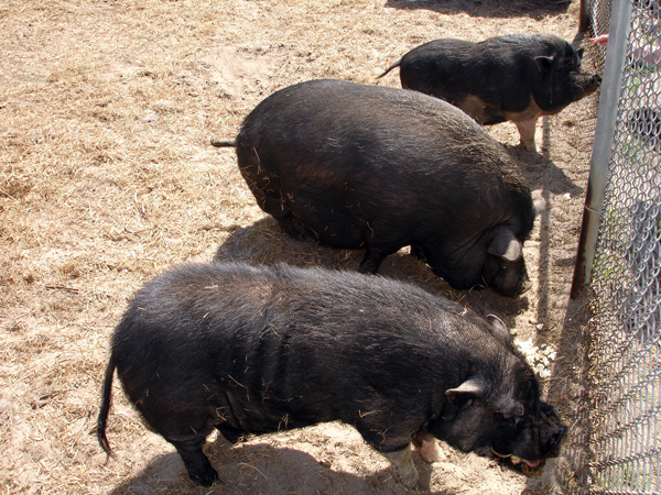 pigs