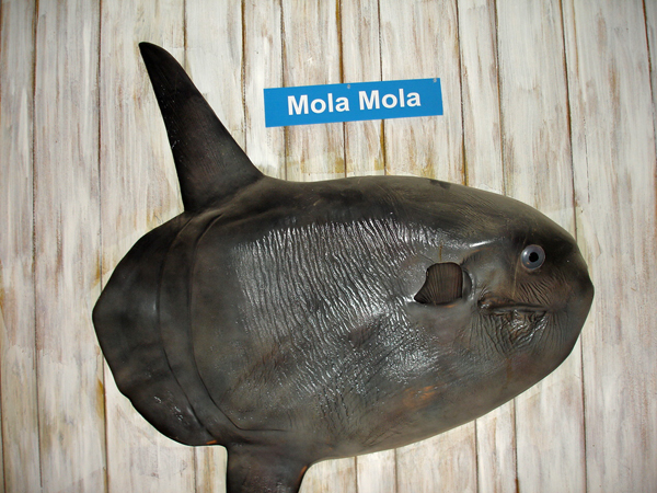 Mola Mola