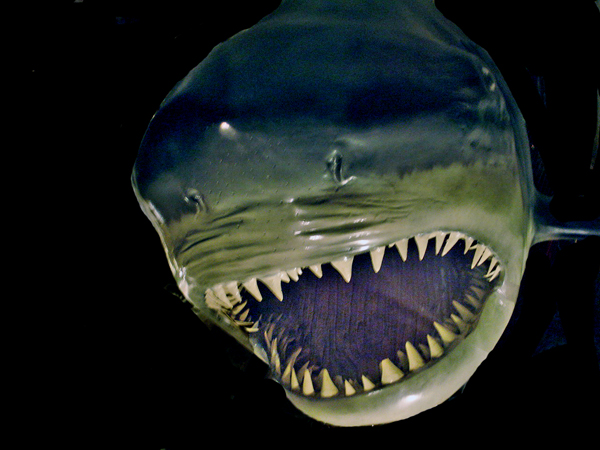 sharks head