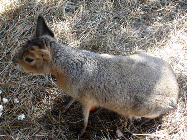 critter