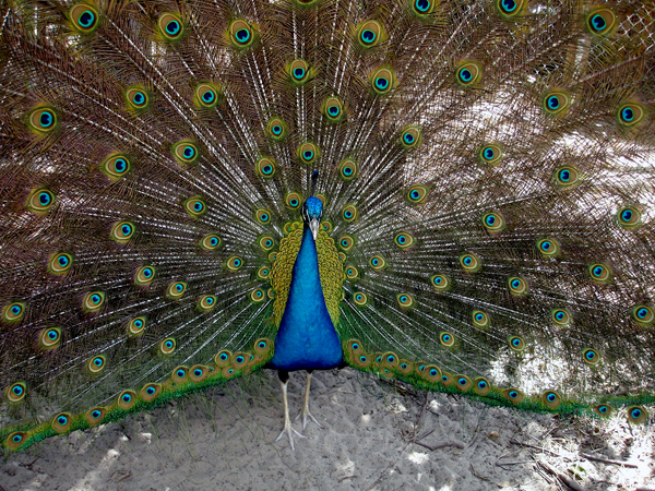 Peacock