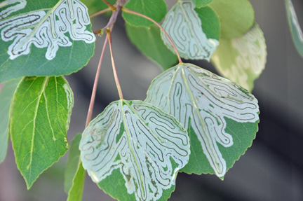 leaves on a tree