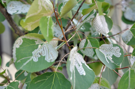 leaves on a tree