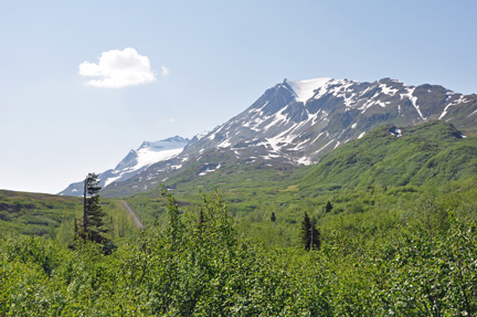 trees and mountain